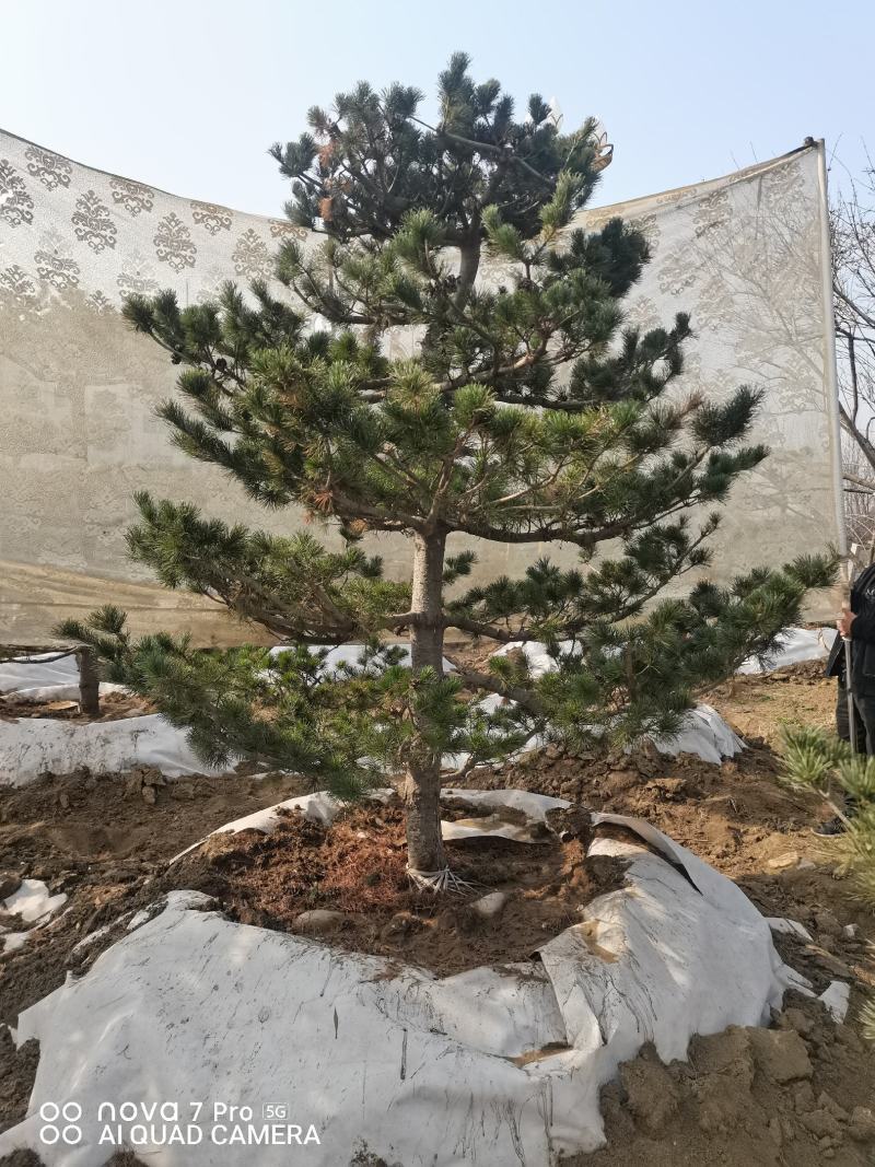 五针松，五针松毛胚，造型五针松