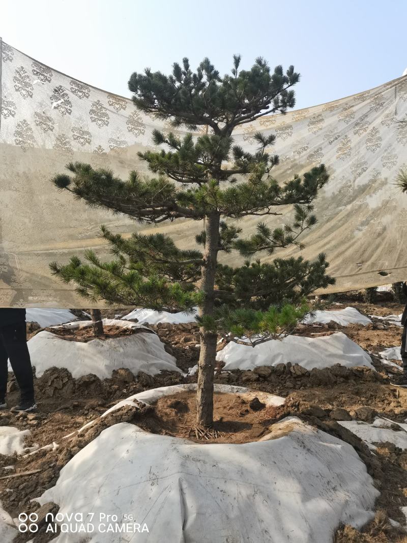 五针松，五针松毛胚，造型五针松