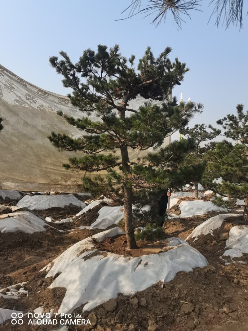 五针松，五针松毛胚，造型五针松