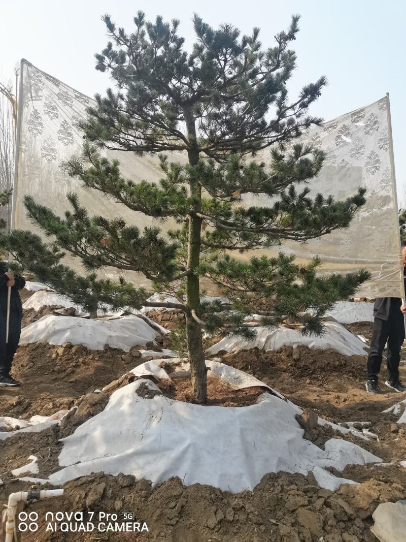 五针松，五针松毛胚，造型五针松