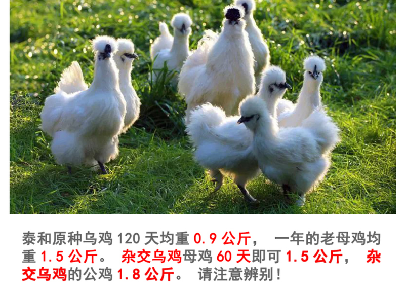 江西泰和乌鸡180天，富硒食品/叶酸含量。