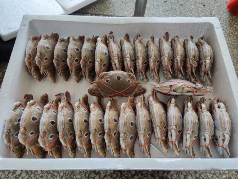 三点蟹4KG泡沫箱装