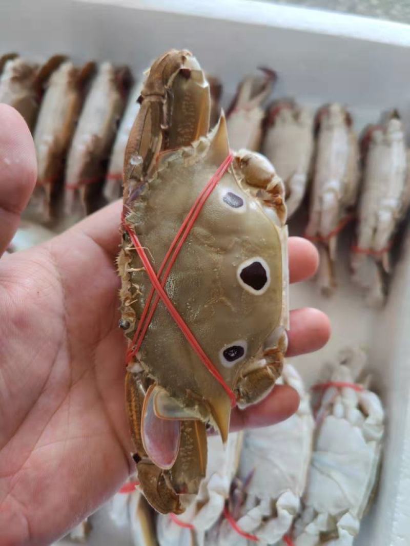 三点蟹4KG泡沫箱装
