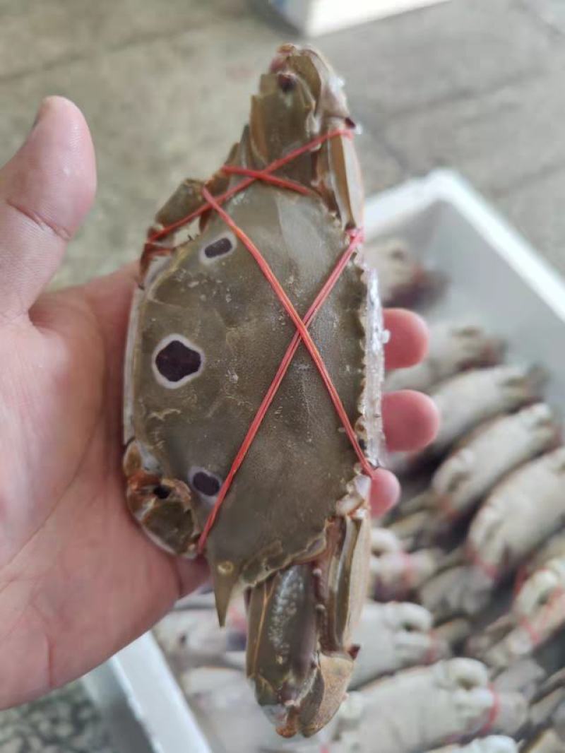 三点蟹4KG泡沫箱装
