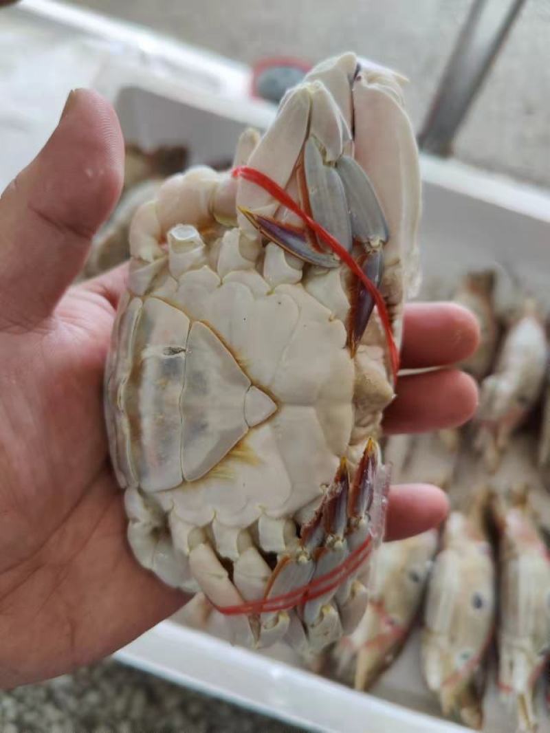 三点蟹4KG泡沫箱装