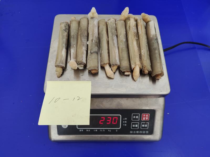竹蛏活冻竹蛏蛏子圣子王