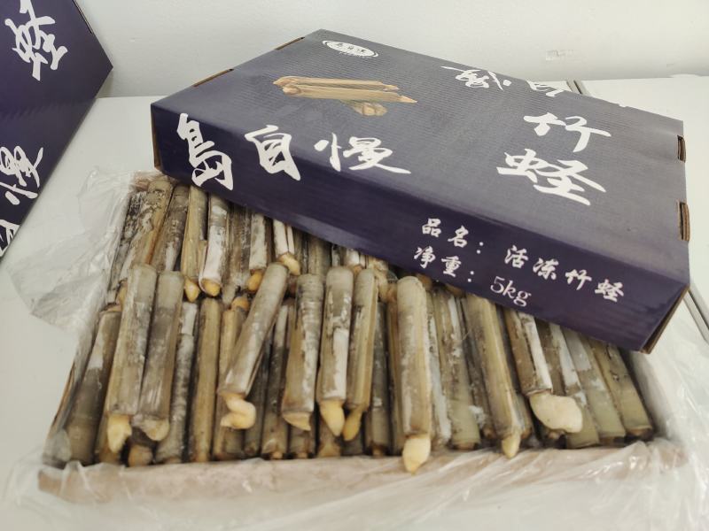 竹蛏活冻竹蛏蛏子圣子王