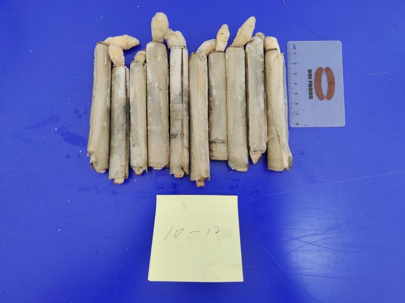 竹蛏活冻竹蛏蛏子圣子王
