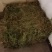 伸筋草狮子草纯野生贵州原生中药材泡水泡脚