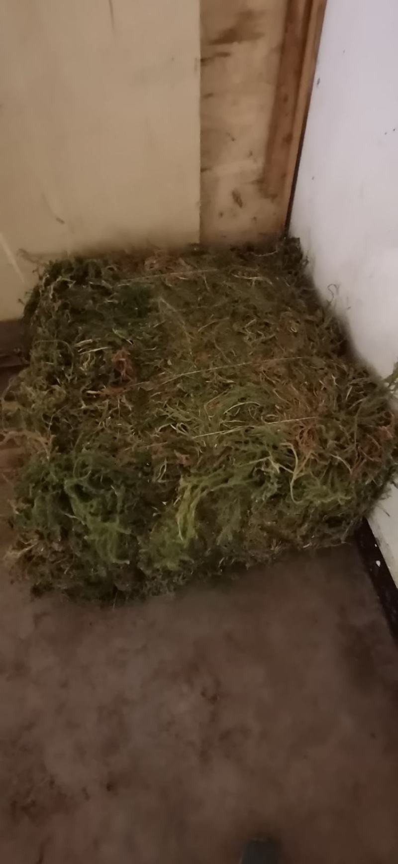 伸筋草狮子草纯野生贵州原生中药材泡水泡脚