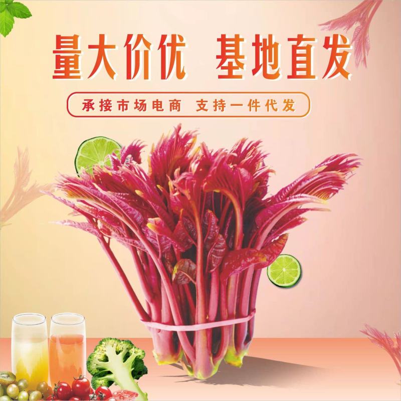 四川香椿芽基地直发支持全国一件代发，香椿芽，香椿头