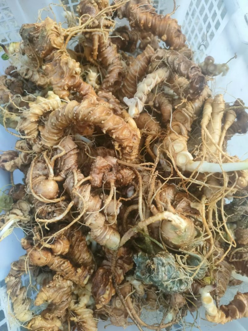 需要购买竹节参的联系我