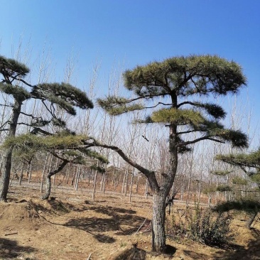 造型油松，造型松，迎客松
