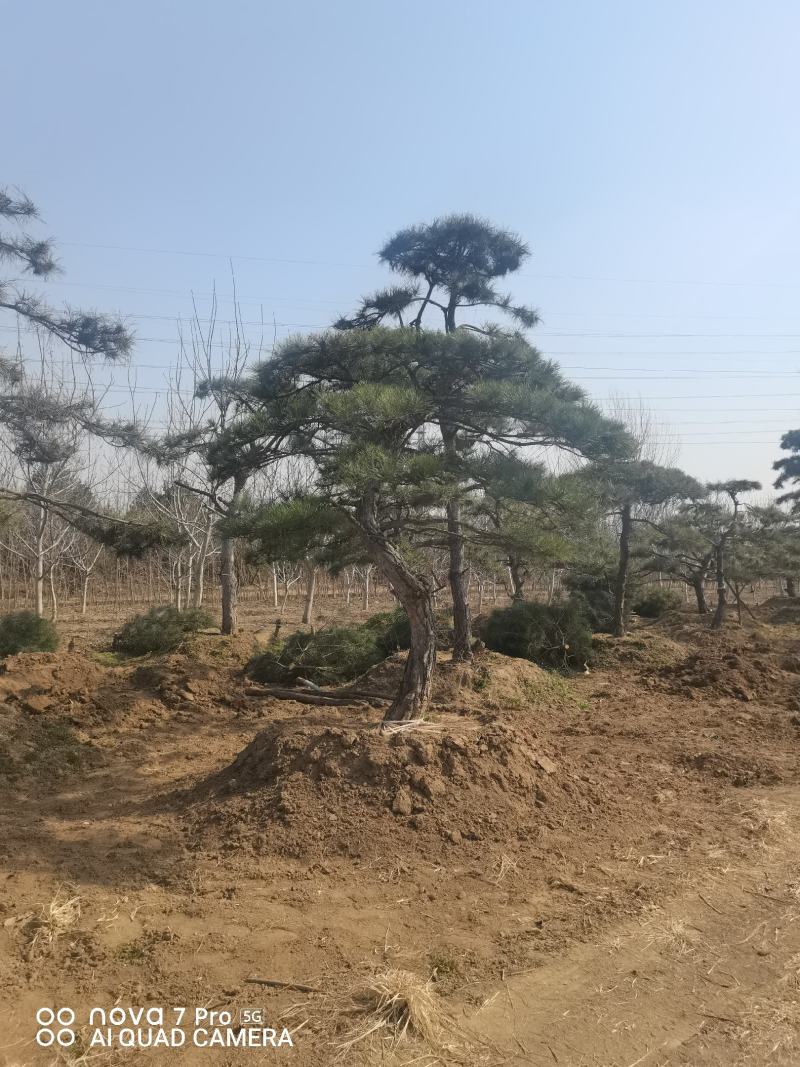 造型油松，造型松，迎客松