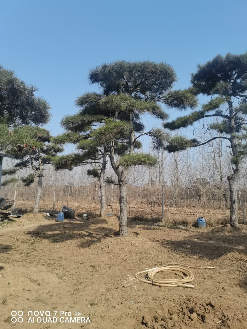 造型油松，造型松，迎客松