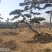 造型油松，造型松，迎客松