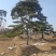 造型油松，造型松，迎客松