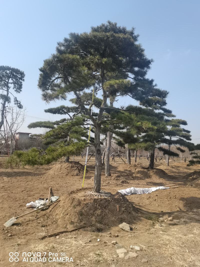 造型油松，造型松，迎客松
