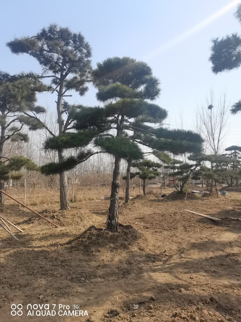 造型油松，造型松，迎客松