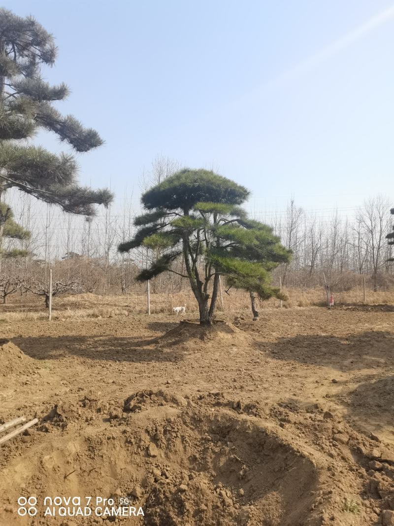 造型油松，造型松，迎客松