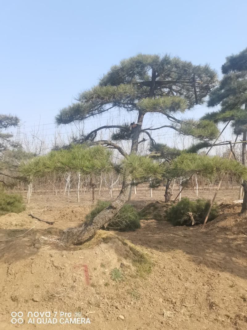 造型油松，造型松，迎客松