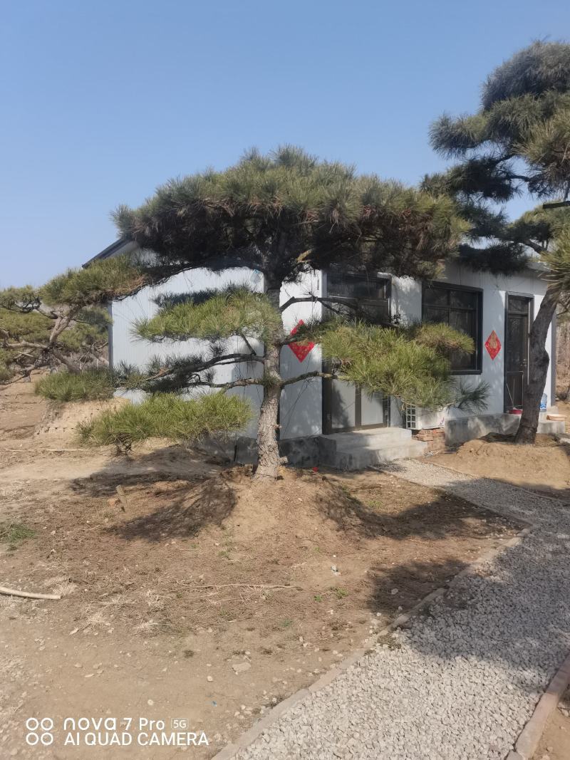 造型油松，造型松，迎客松