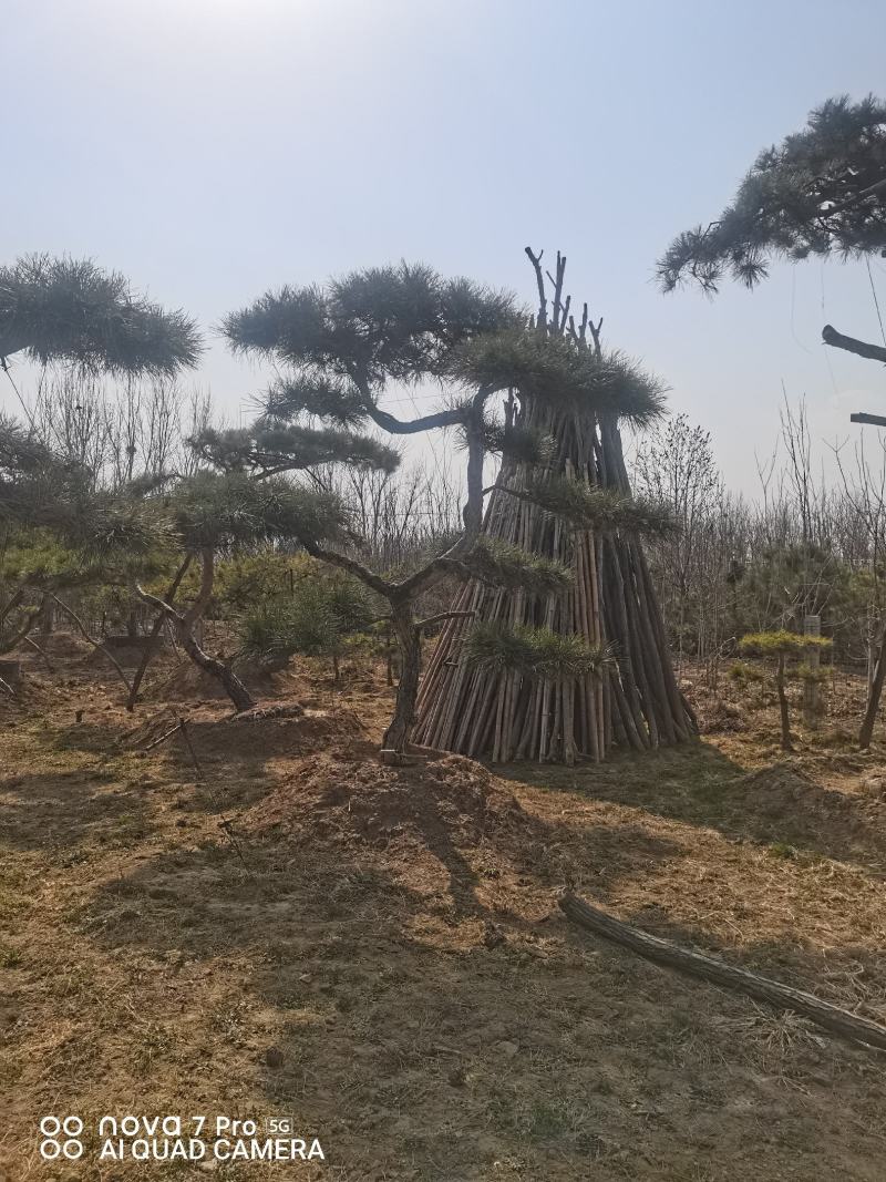 造型油松，造型松，迎客松