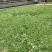 梅干菜/水盐菜/梅菜扣肉/梅菜饼/梅菜肉包/上好原材料