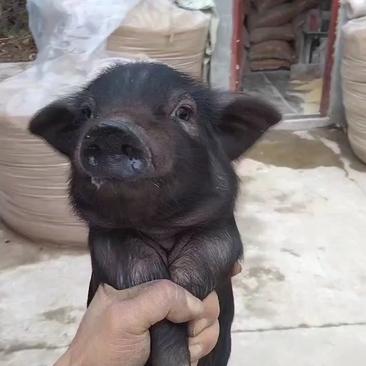 藏香猪，出售各种规格（仔猪，、商品猪、种猪）