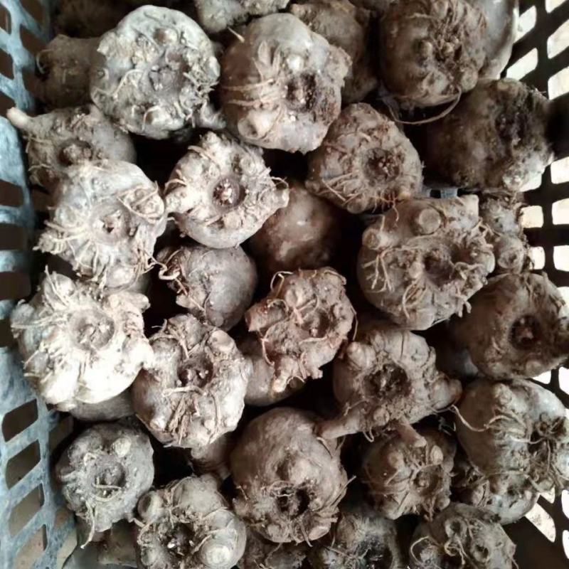 精选优质杂交魔芋，产地直供，包邮到家，量大优惠