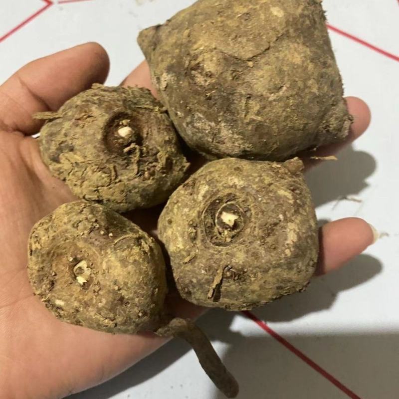 精选优质杂交魔芋，产地直供，包邮到家，量大优惠