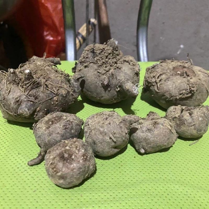 精选优质杂交魔芋，产地直供，包邮到家，量大优惠