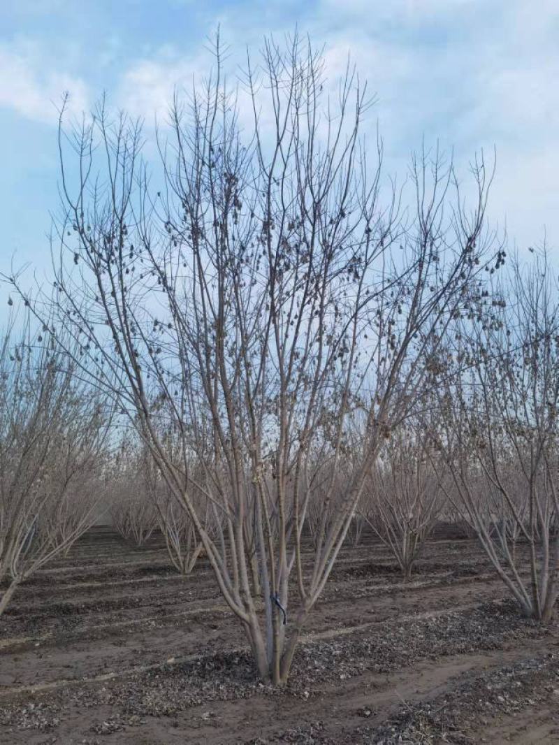 丛生茶条槭，茶条槭，槭树
