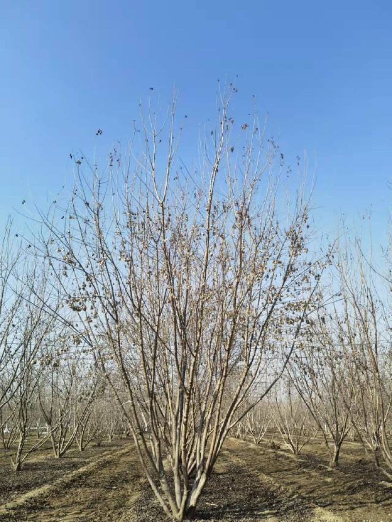 丛生茶条槭，茶条槭，槭树