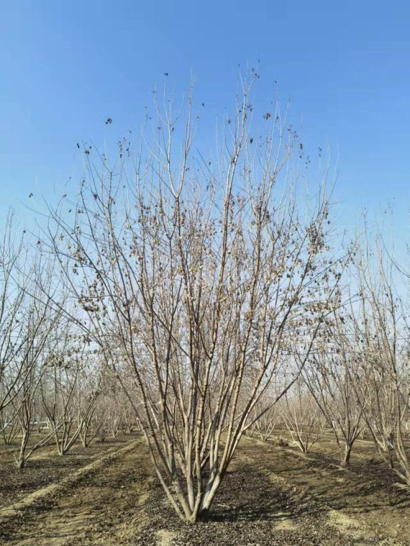 丛生茶条槭，茶条槭，槭树