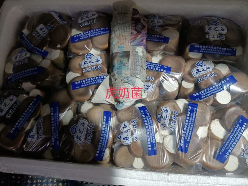 虎奶菌