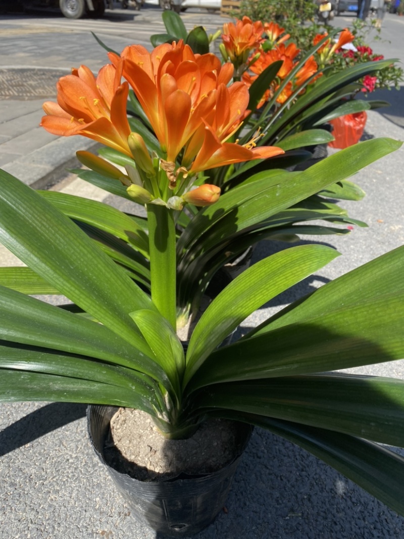 花卉