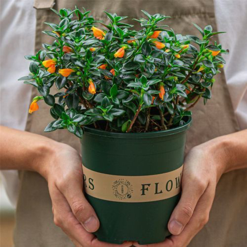花卉