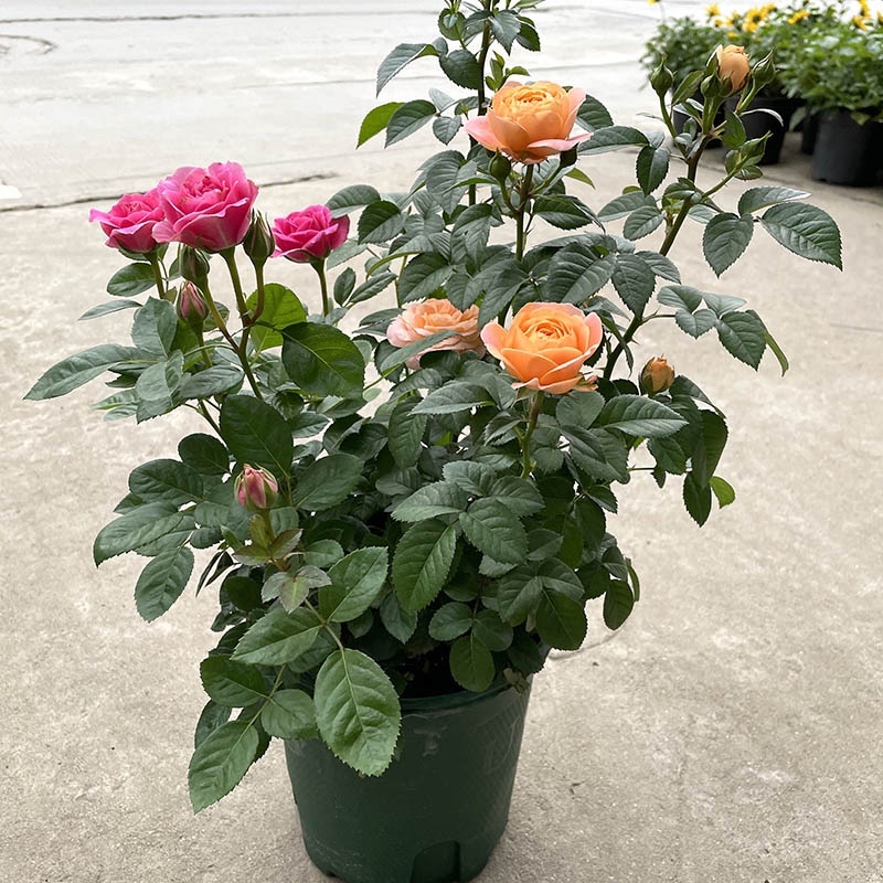 花卉