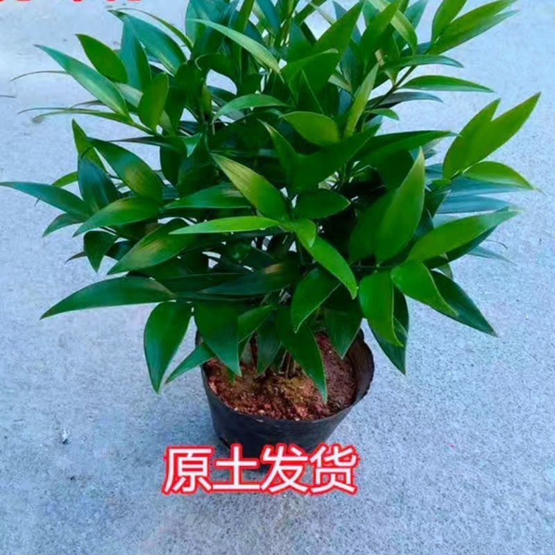 花卉