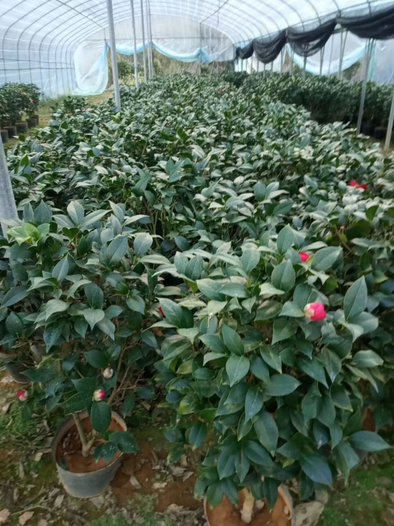 花卉