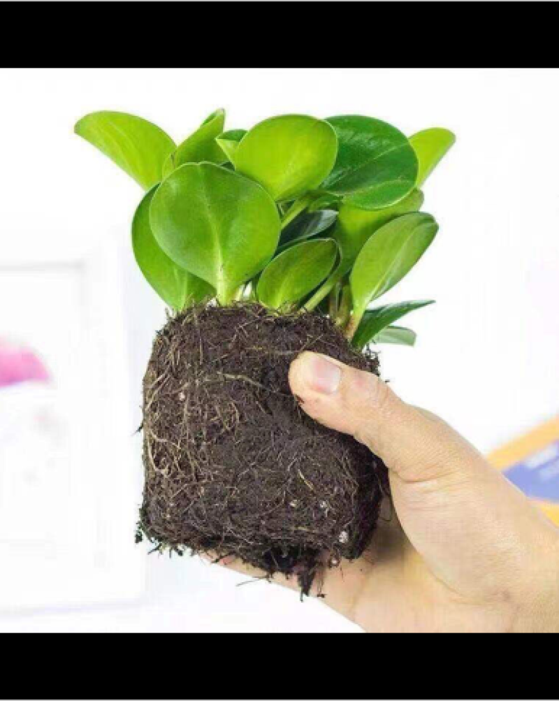 花卉