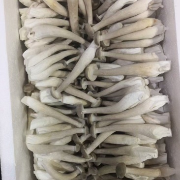 鹿茸菇