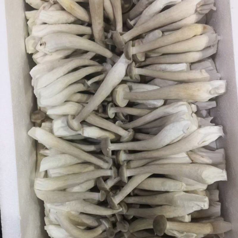 鹿茸菇