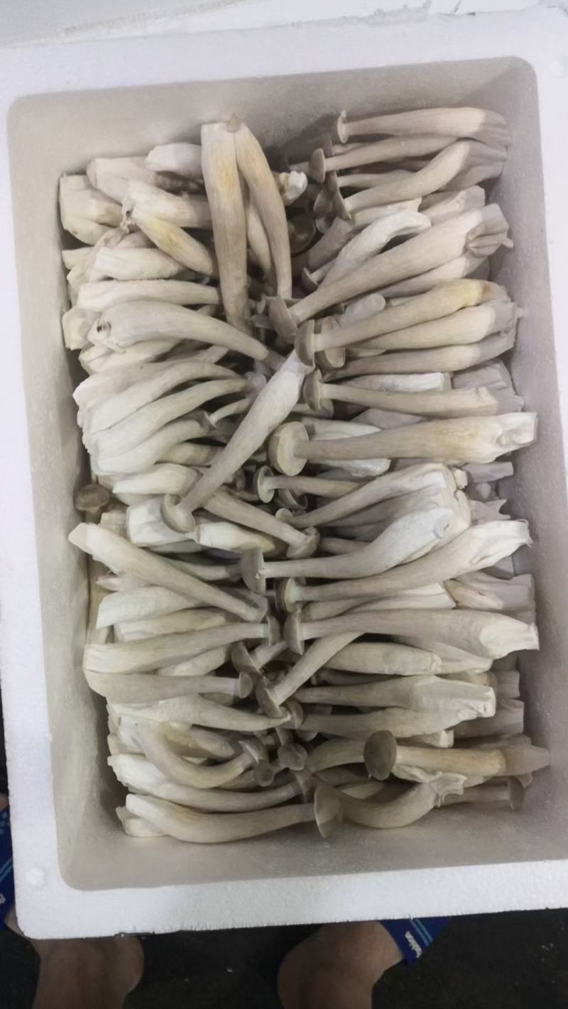 鹿茸菇