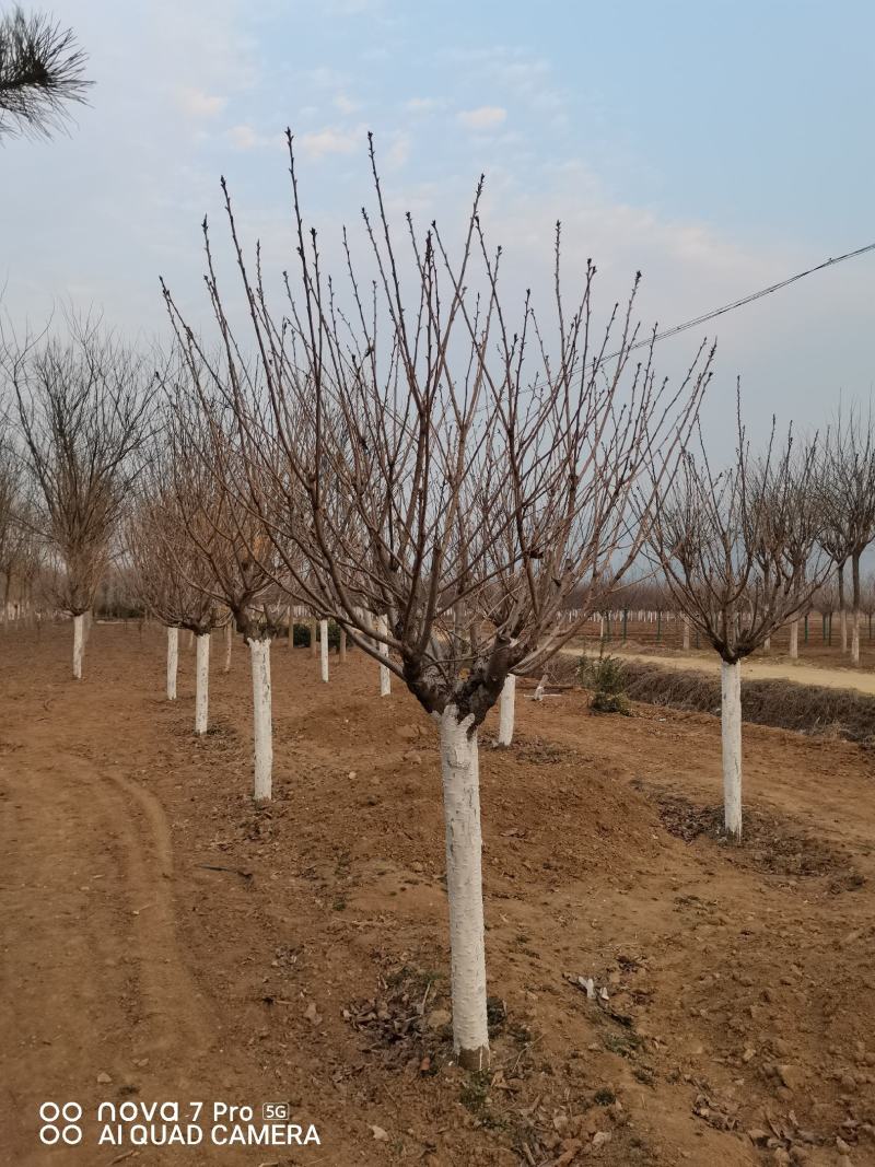 樱花，晚樱，关山樱，