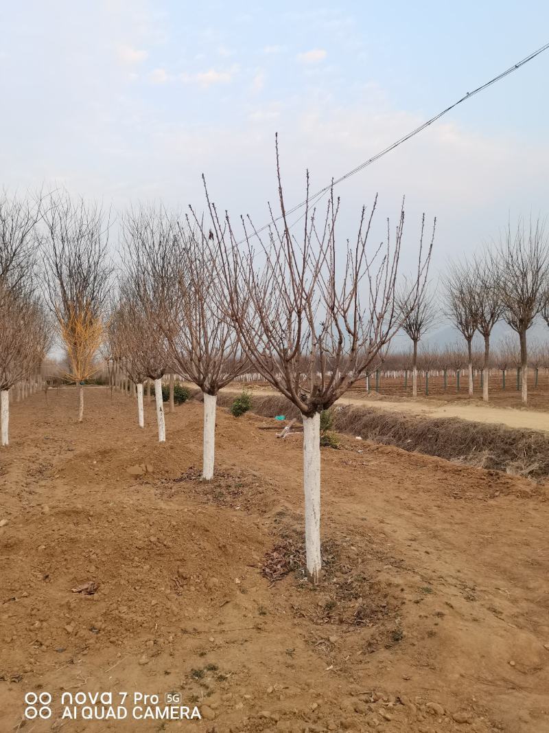 樱花，晚樱，关山樱，
