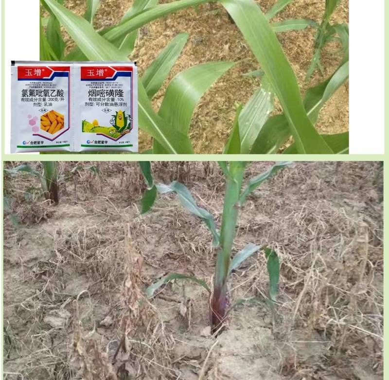 玉增烟嘧磺玉米田一年苗后阔叶杂草除草剂农药