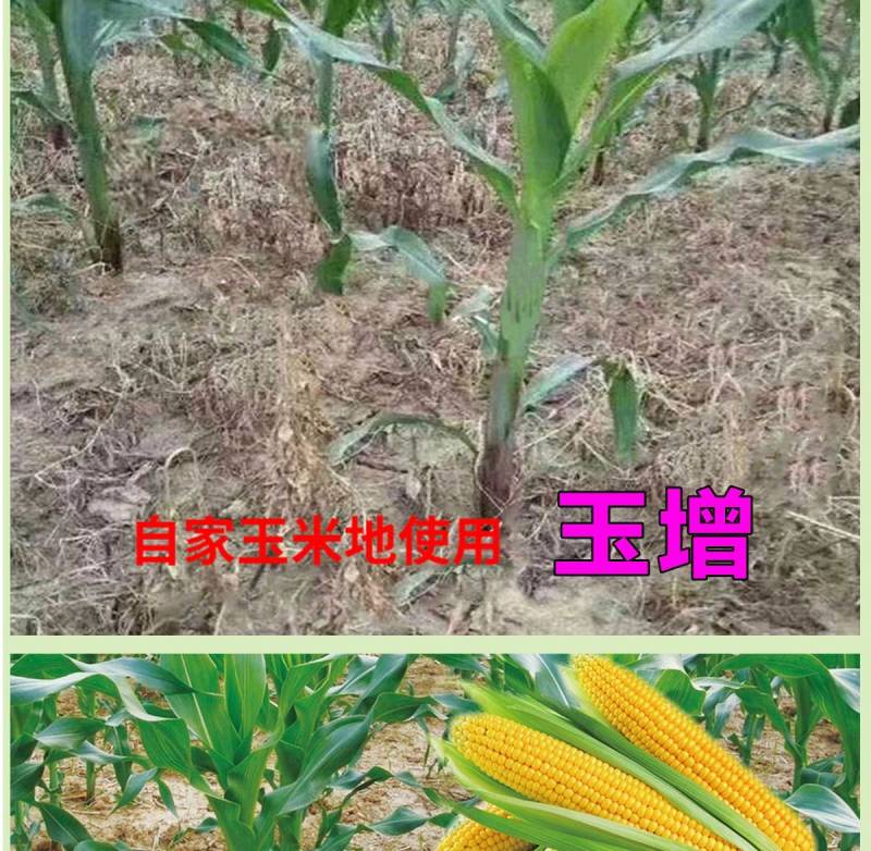 玉增烟嘧磺玉米田一年苗后阔叶杂草除草剂农药