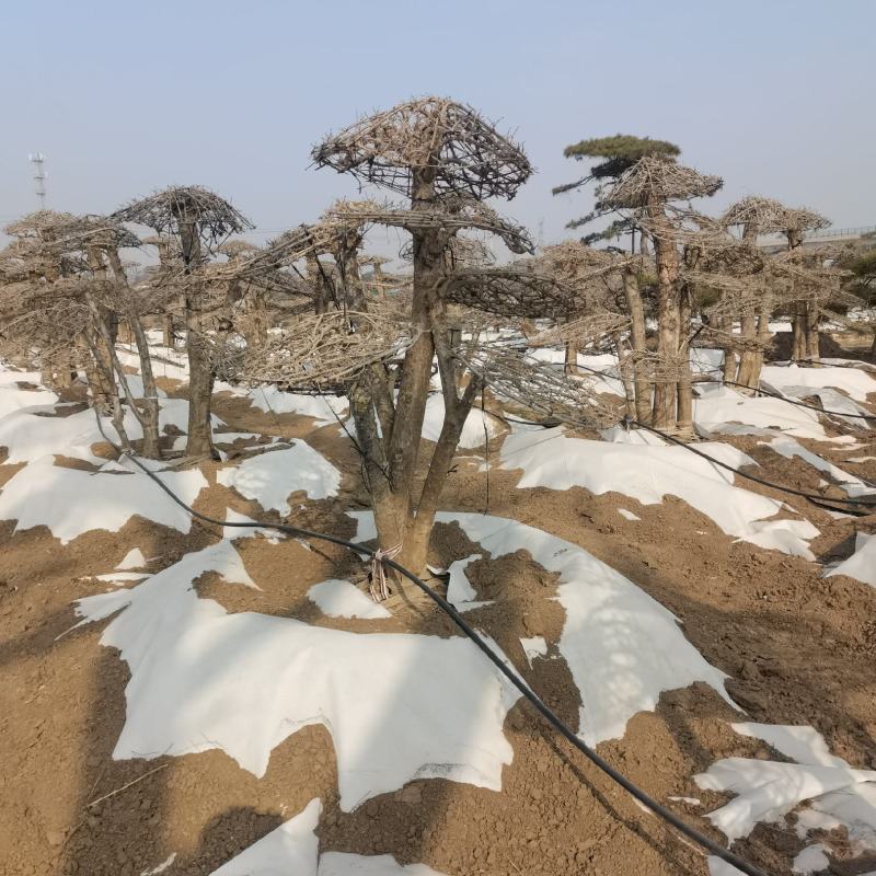 对节白蜡，造型树，造型对节白蜡